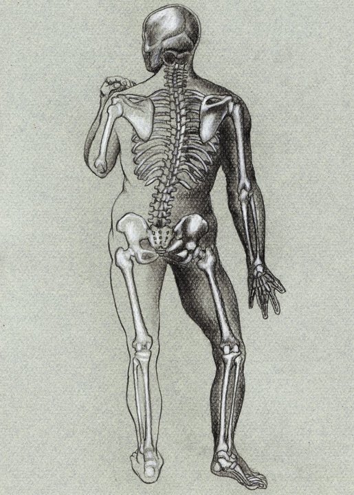 Anatomic study (13)